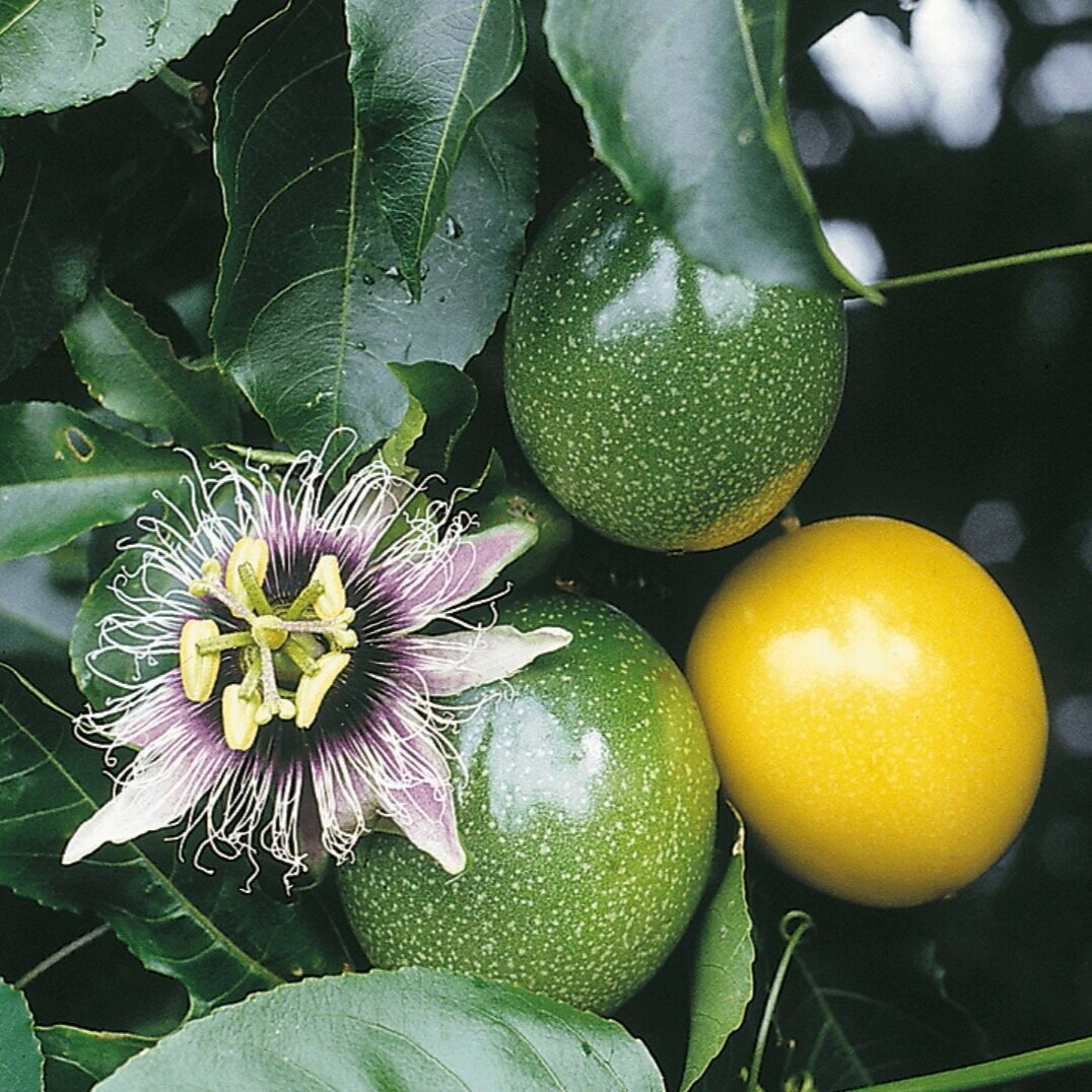 Grow Your Own Lilikoi Fruit Aka Passion Fruit Buy Lilikoi Plant Best Hawaiian Plants From Kanoa Hawaii