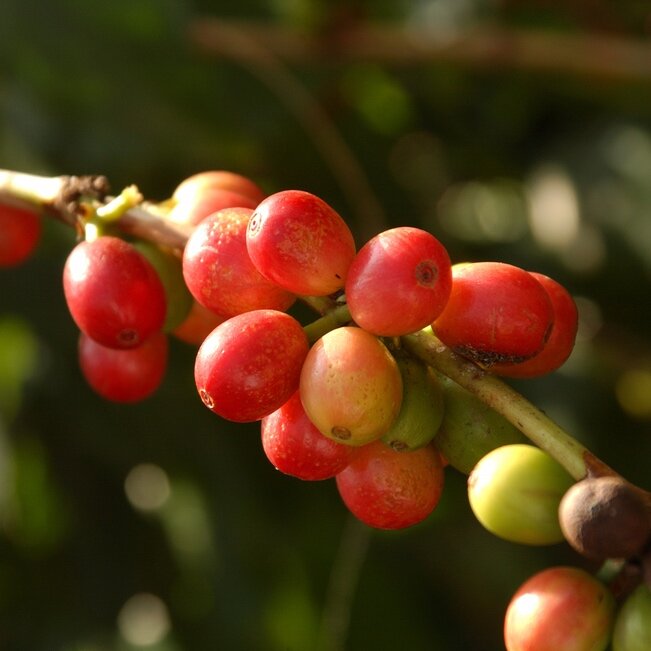 DIY Garden 100 pcs Kona Coffee Bean Seeds Awesome Easy to Grow Free Shippin D9H8 