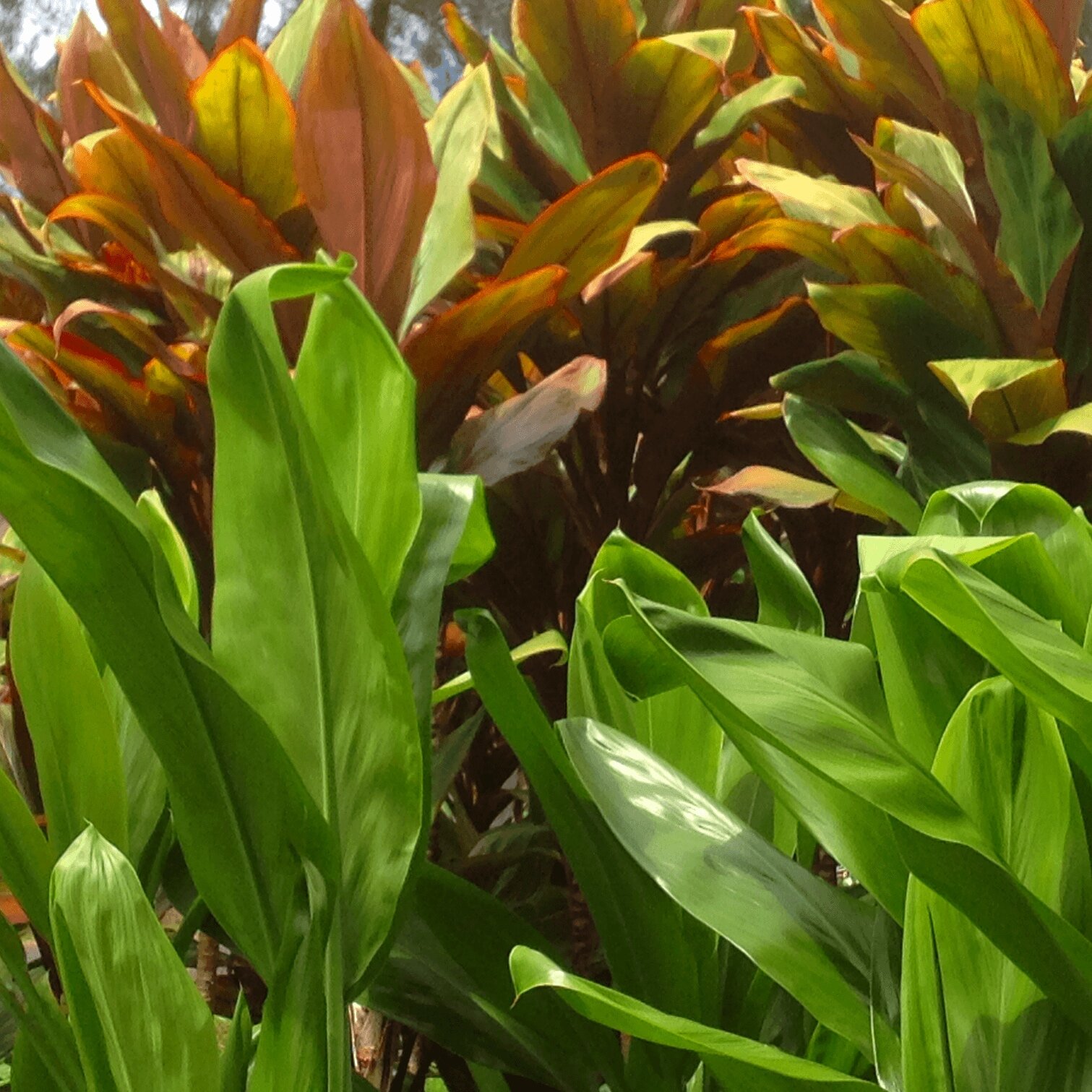 From Hawaii TI Plant Cutting Includes 2 Cordyline Fruticosa logs Tropical