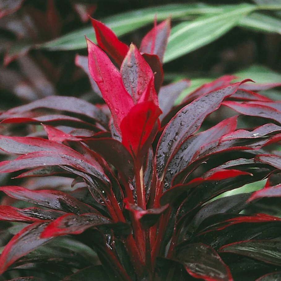 Grow Hawaiian Ti Plant Cordyline Terminalis In Your Home Best Hawaiian Plants From Kanoa Hawaii