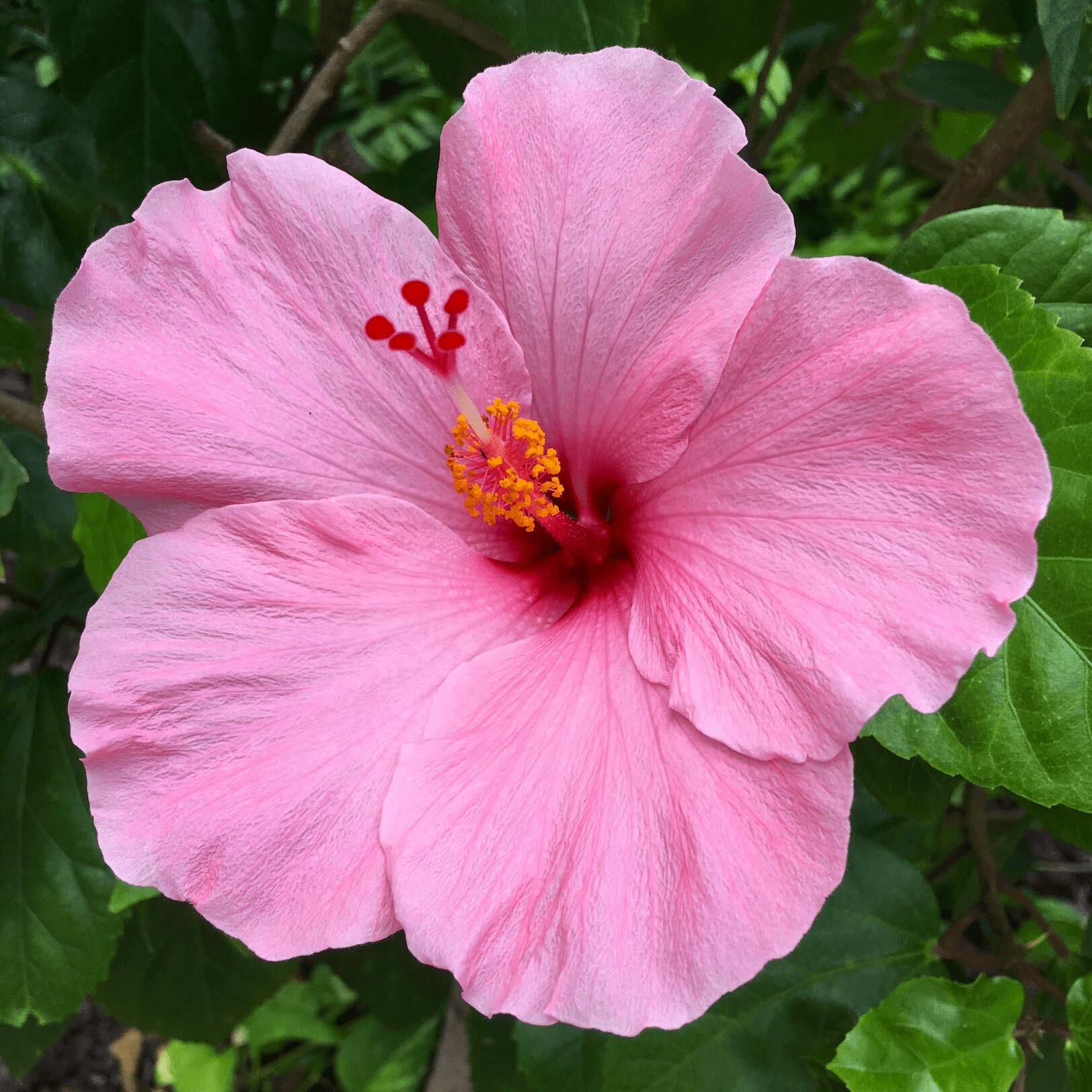 21 Pack, Hibiscus Cuttings from Hawaii — Best Hawaiian Plants from ...