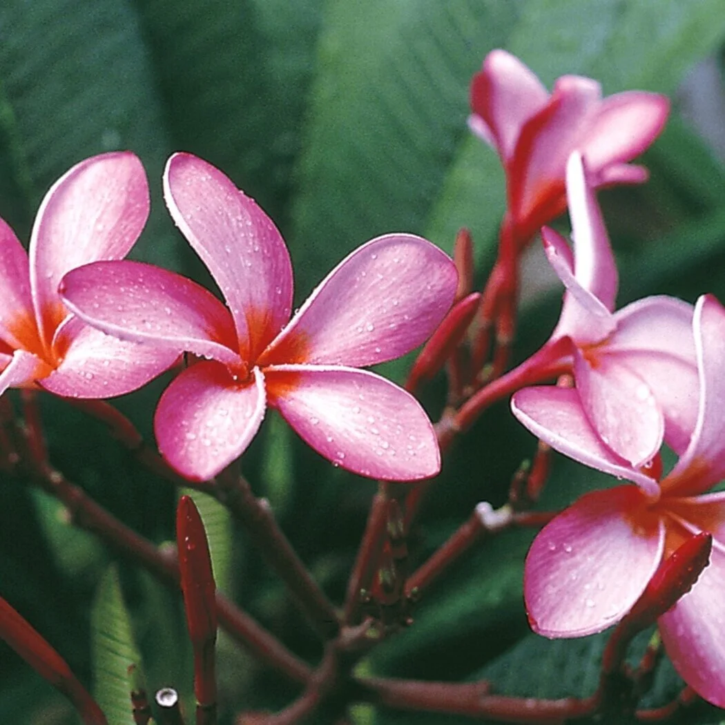 Hawaiian Plumeria Plants For Sale From the Source Best Hawaiian Plants from Kanoa Hawaii