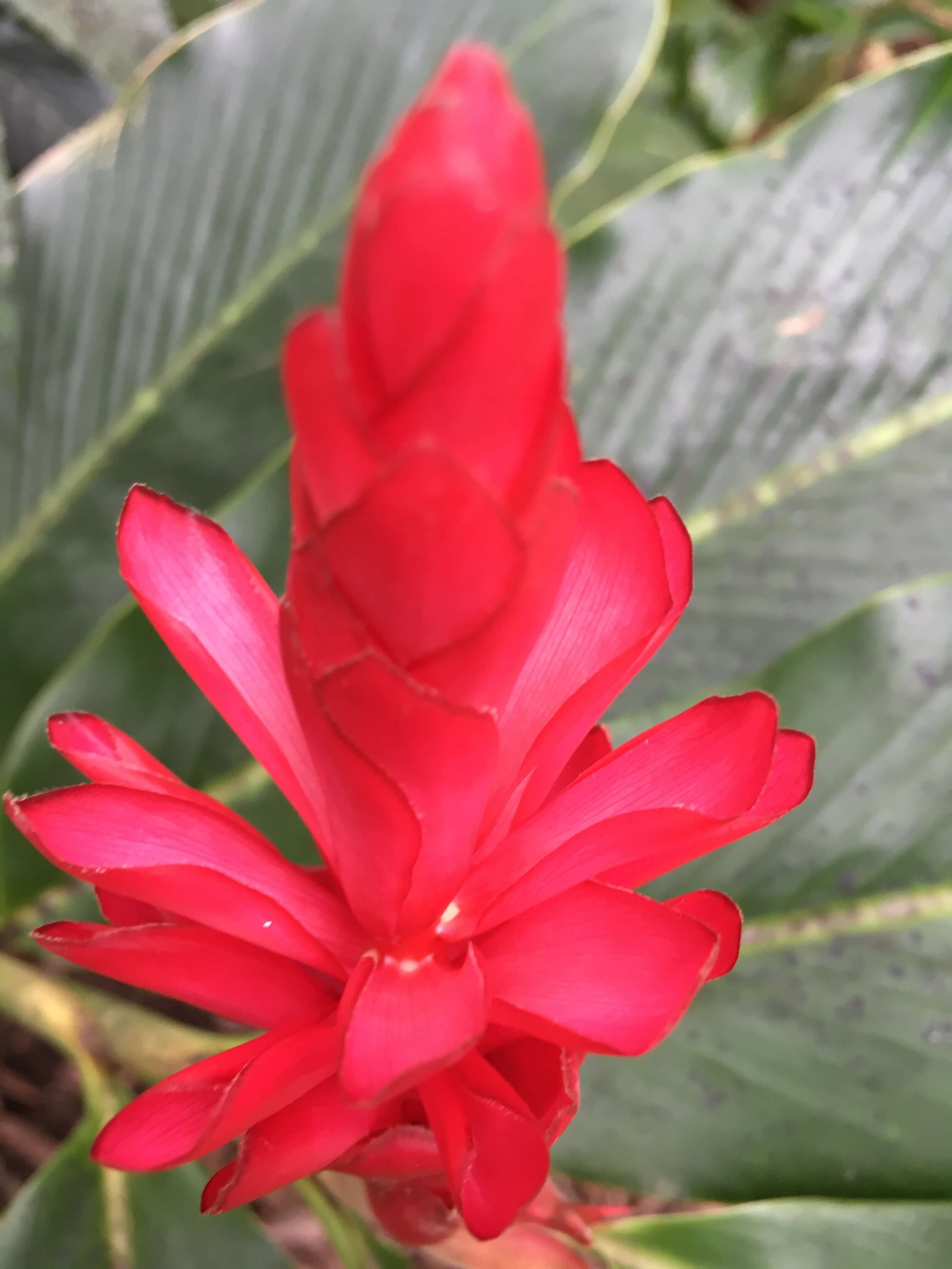 Pink Red Hawaiian Ginger Plant Alpinia Purpurata For Sale Best Hawaiian Plants From Kanoa Hawaii