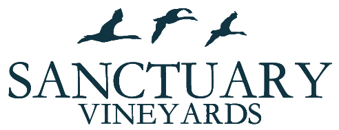 Sanctuary Vineyards: Your Dream Outer Banks Wedding Venue