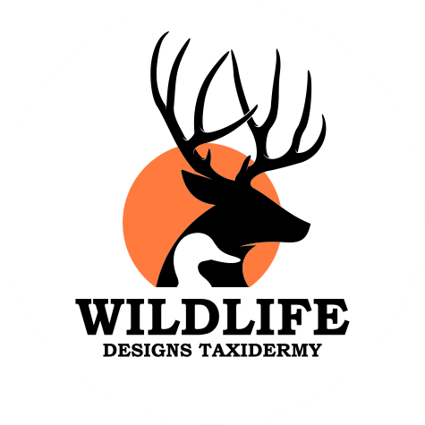 Wildlife Designs Taxidermy