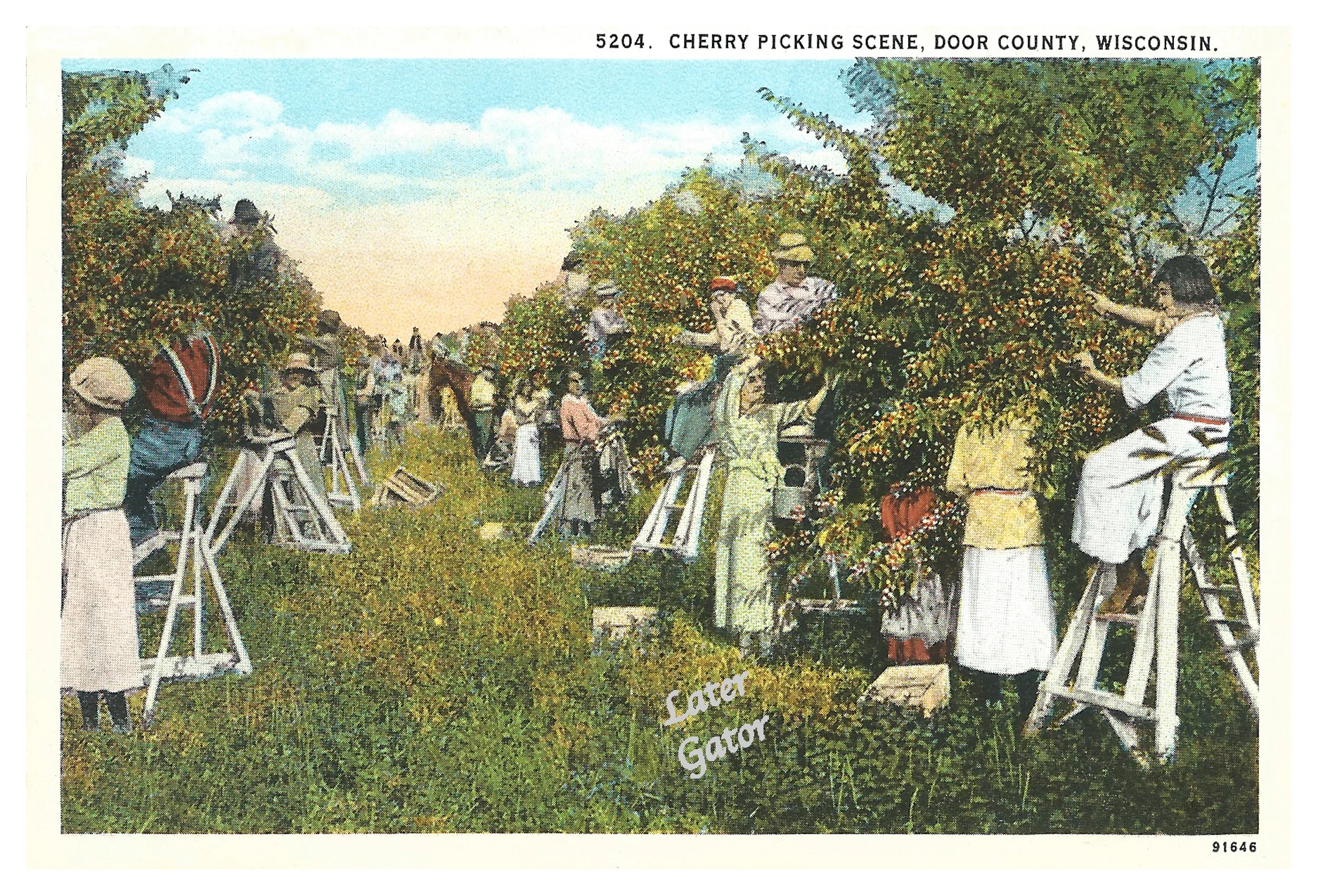Cherry Picking Later Gator