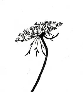 Queen Anne S Lace