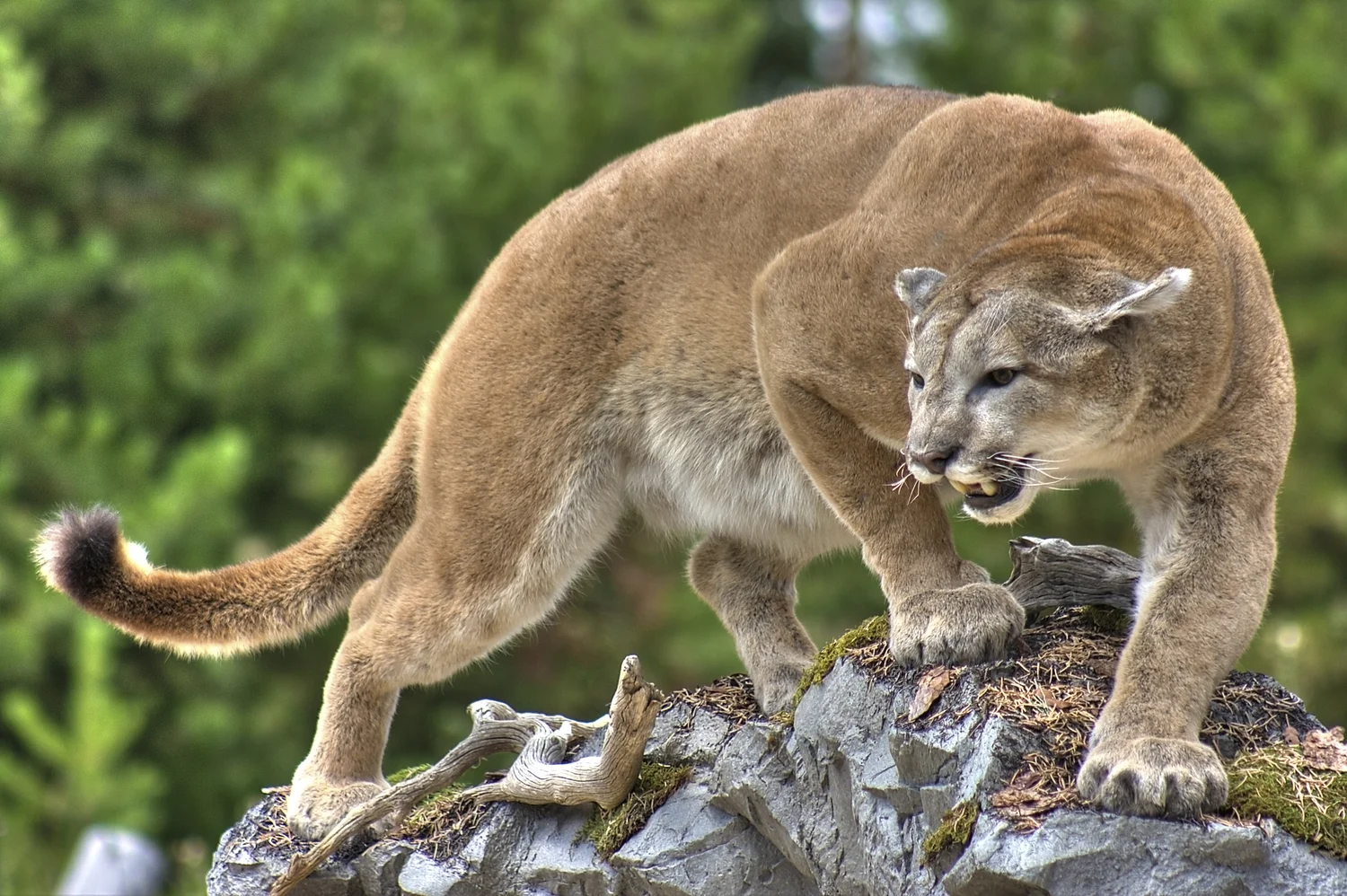 Freestone Taxidermy