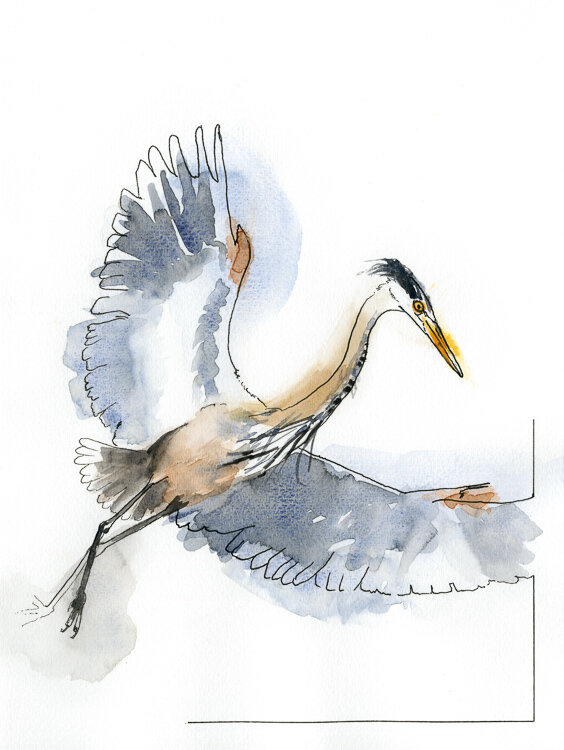 Great Blue Heron - watercolor and ink by Frances Wood — Rob Schouten  Gallery & Sculpture Garden