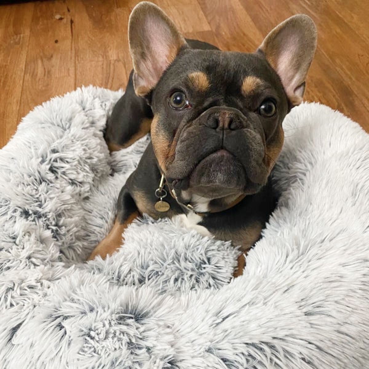 Frenchie world donut cuddler bed top