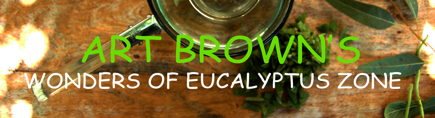 Art Brown's Eucalyptus