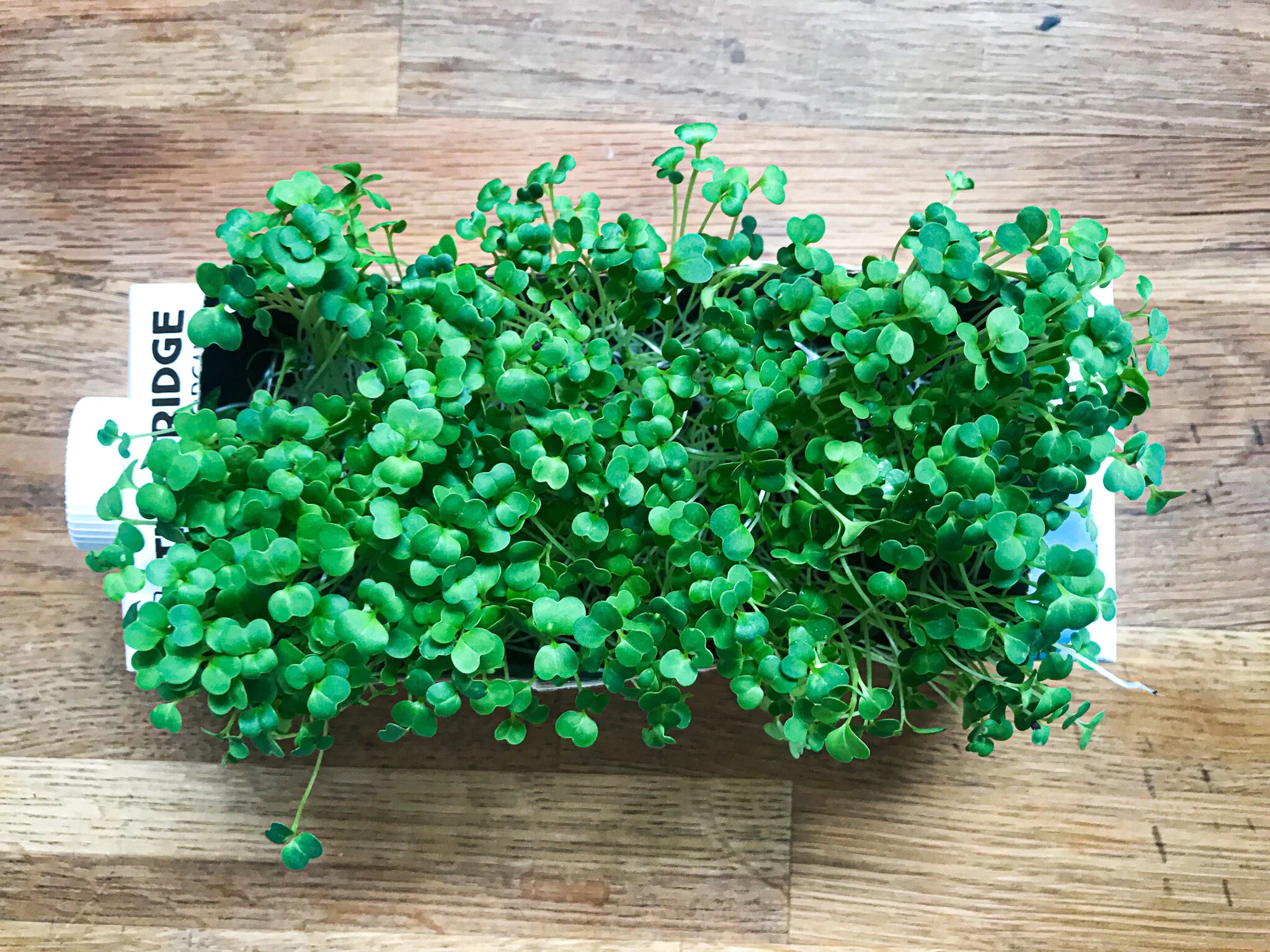西兰花microgreens.jpg