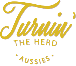 Turnin' The Herd Aussies