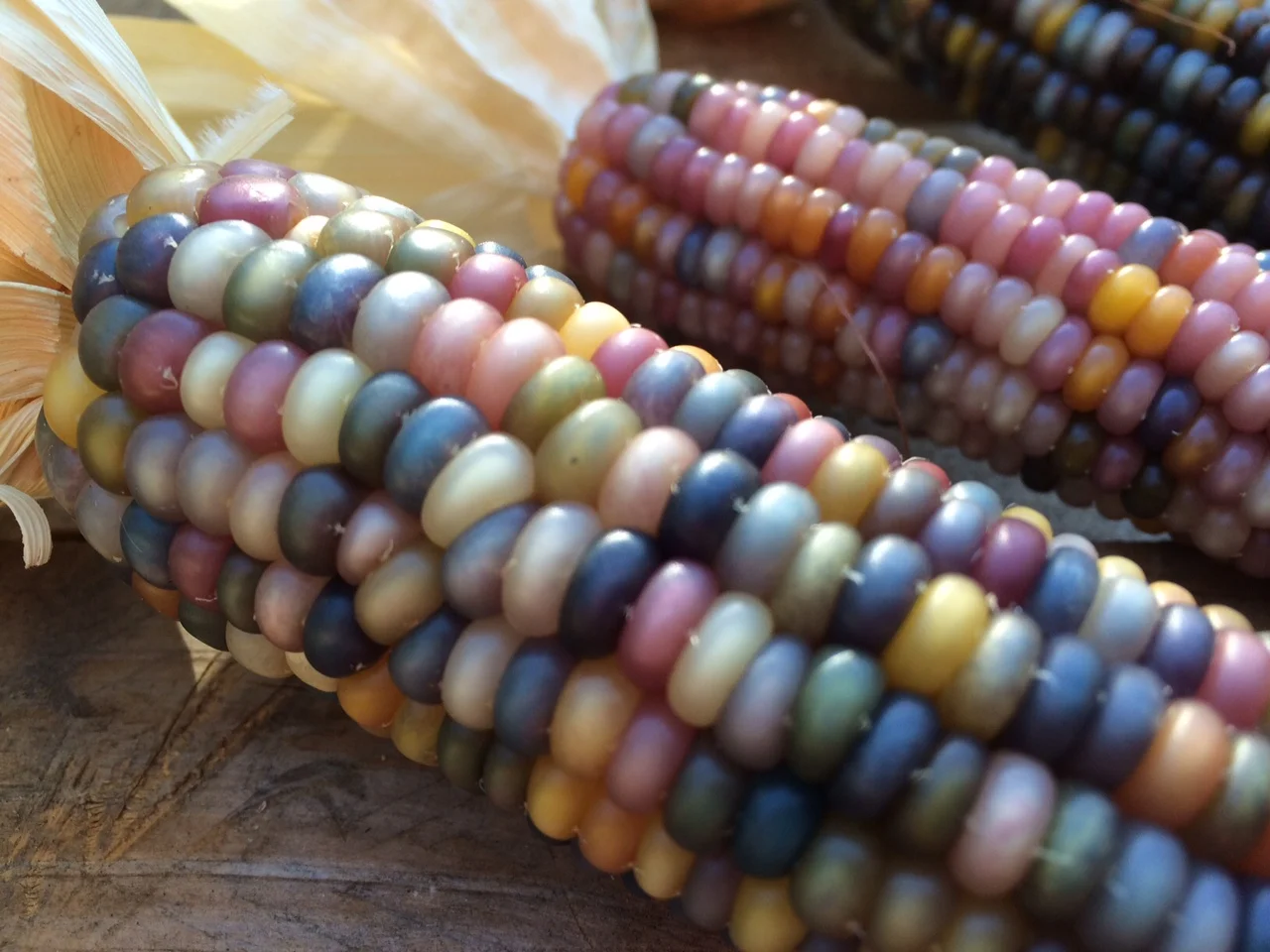 Organic Glass Gem Corn Fairview Orchards