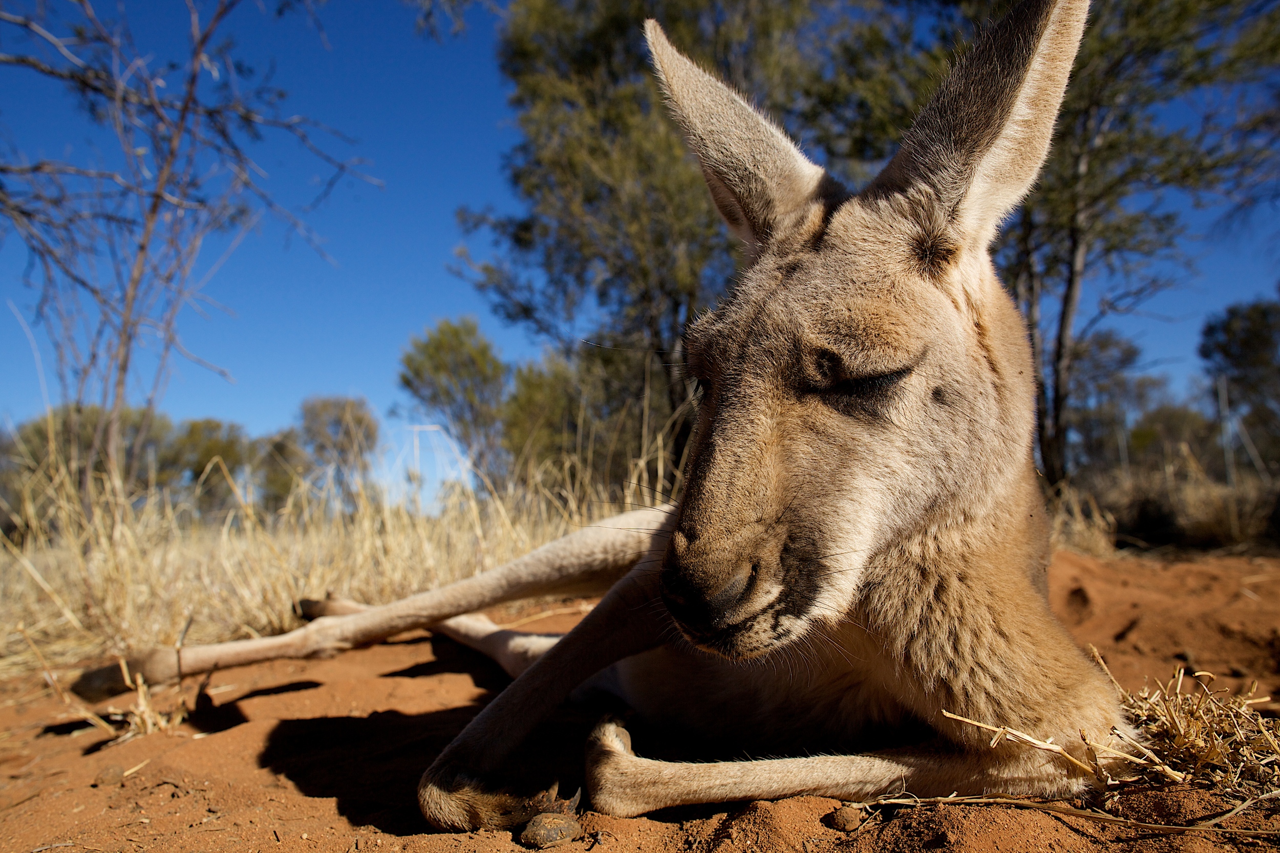 kangaroo asleep.jpg.