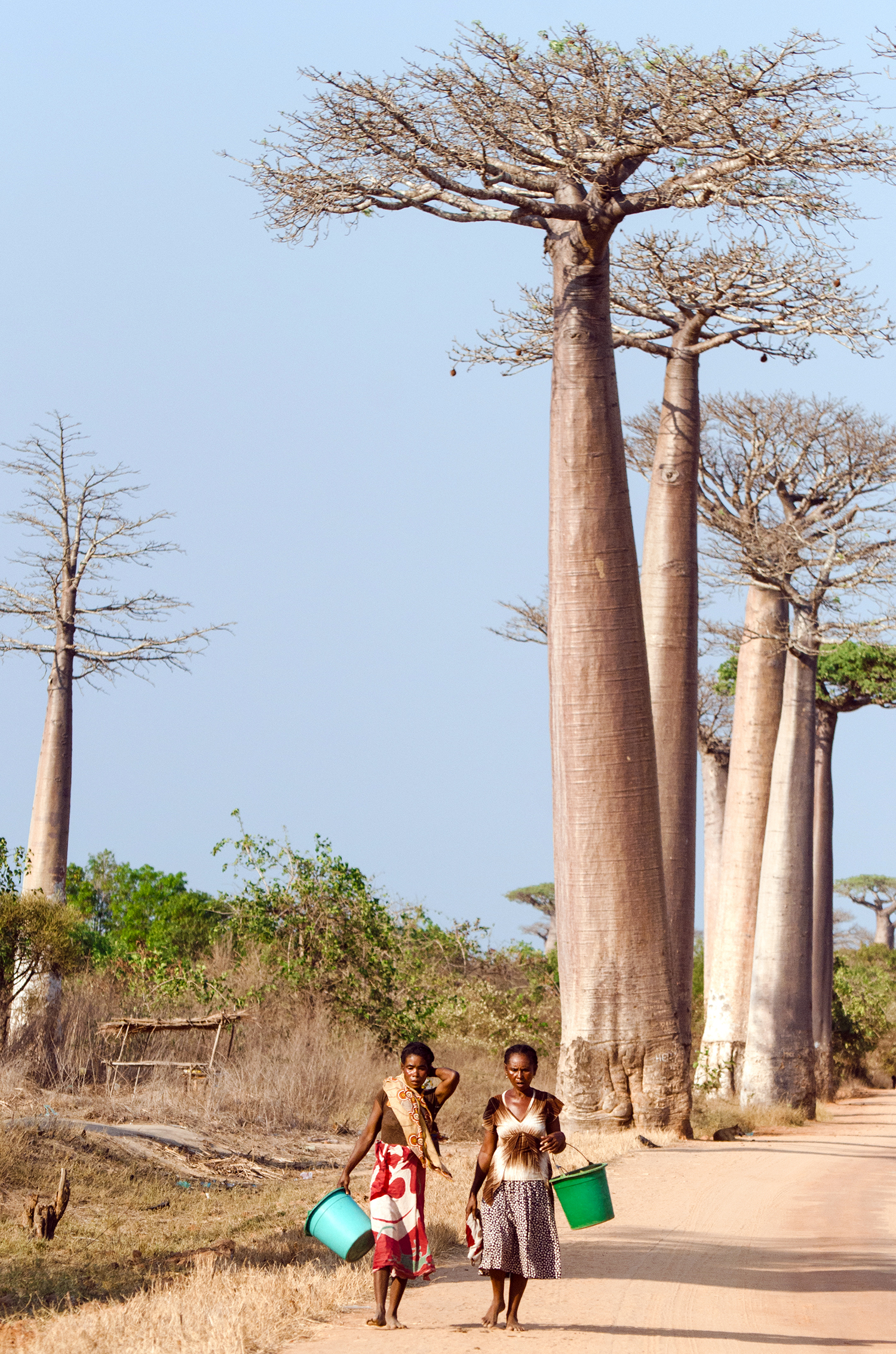 MADAGASCAR_BAOBAB_SPIRITEDPURSUIT