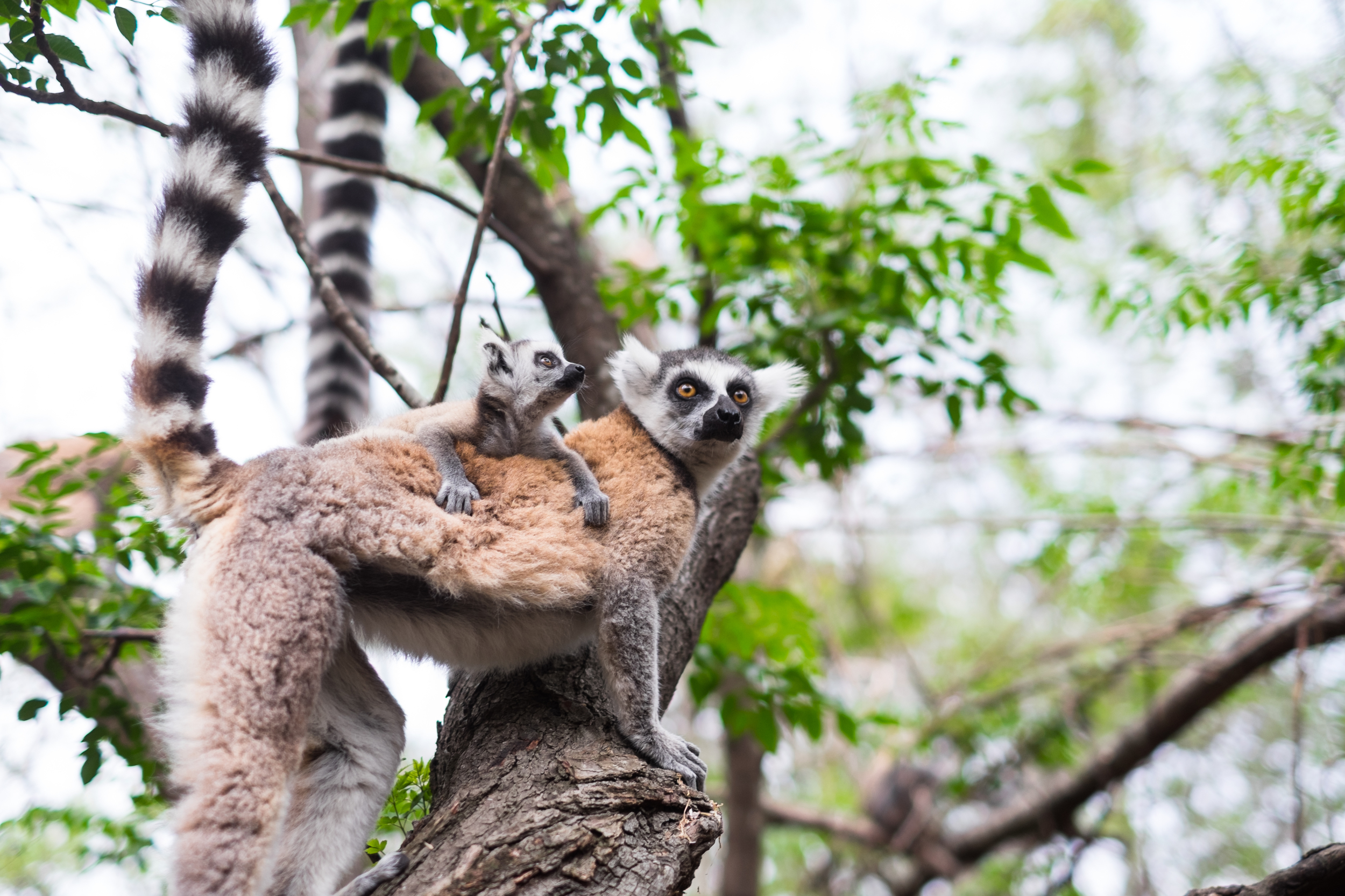 预订d'Anja-Madagascar.jpg
