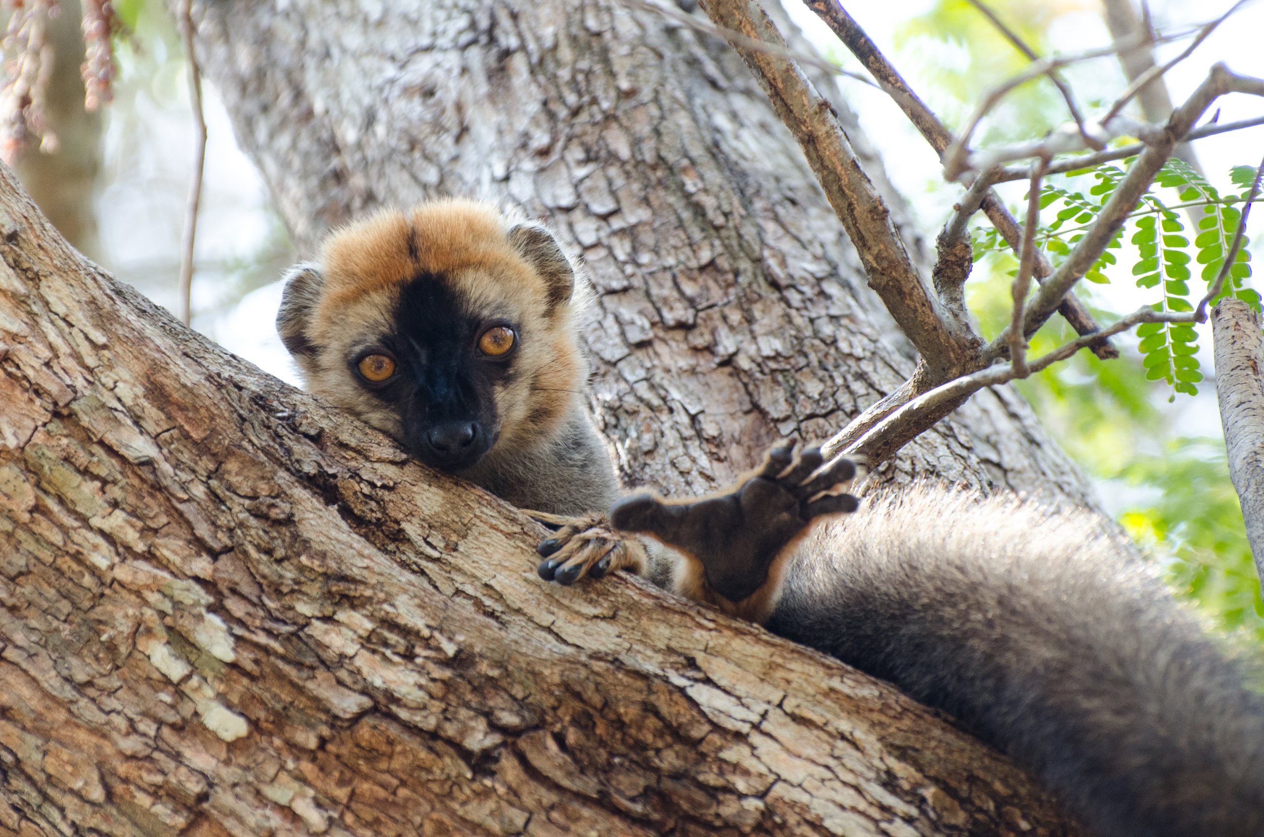 麒麟-Madagascar.jpg