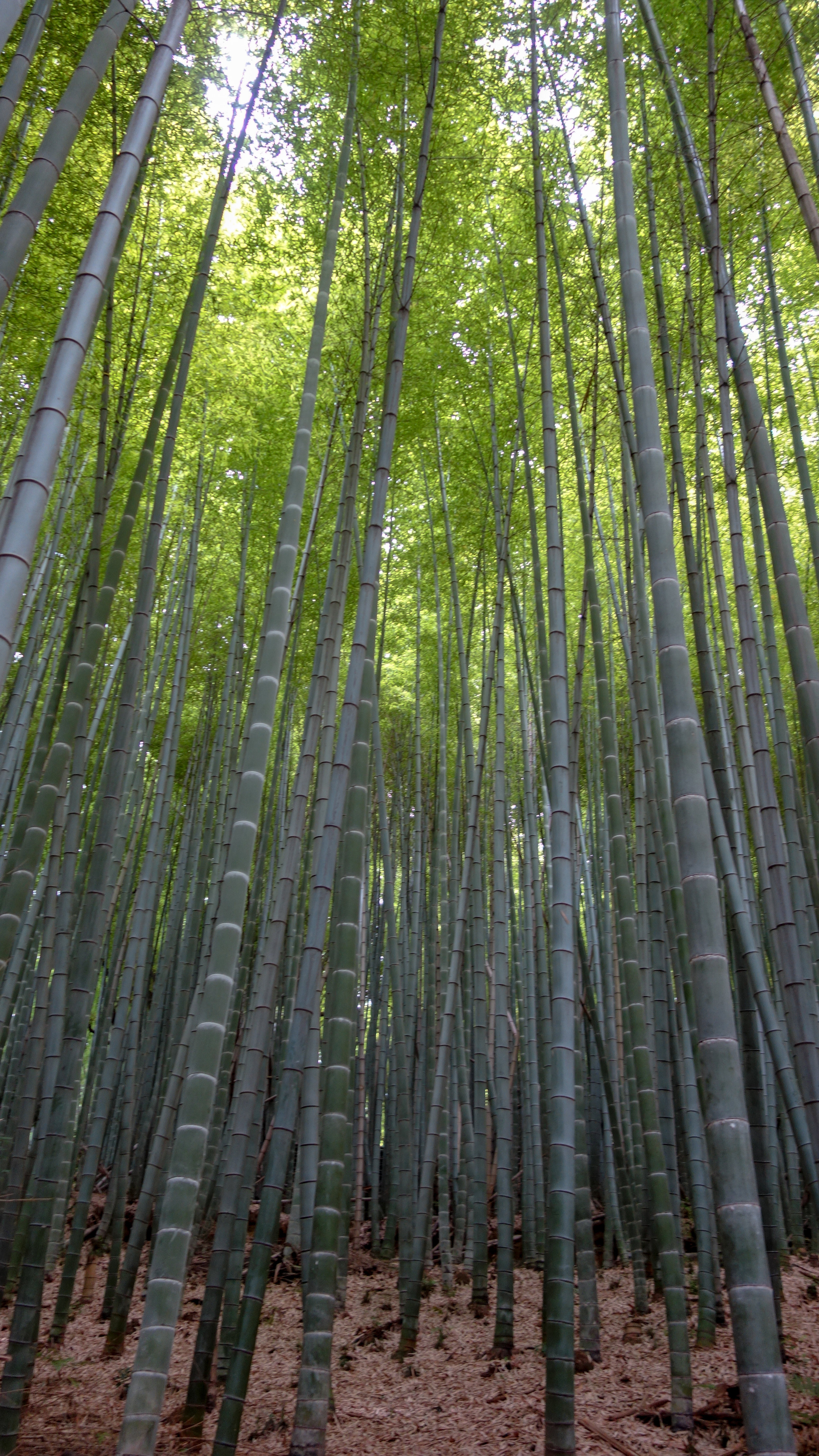 Arashiyama-bamboo-grove-2.jpg