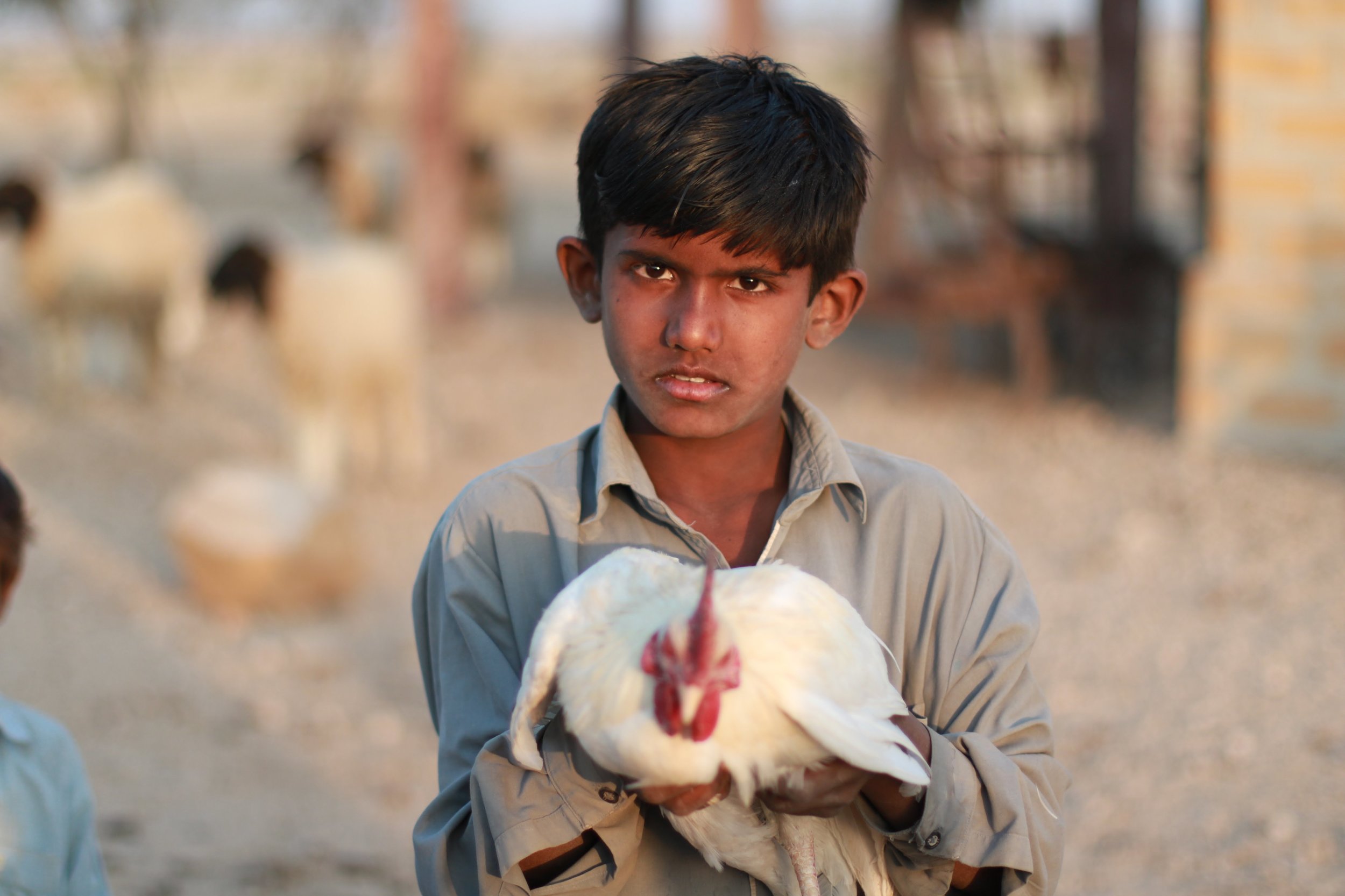 男孩w chicken.jpg