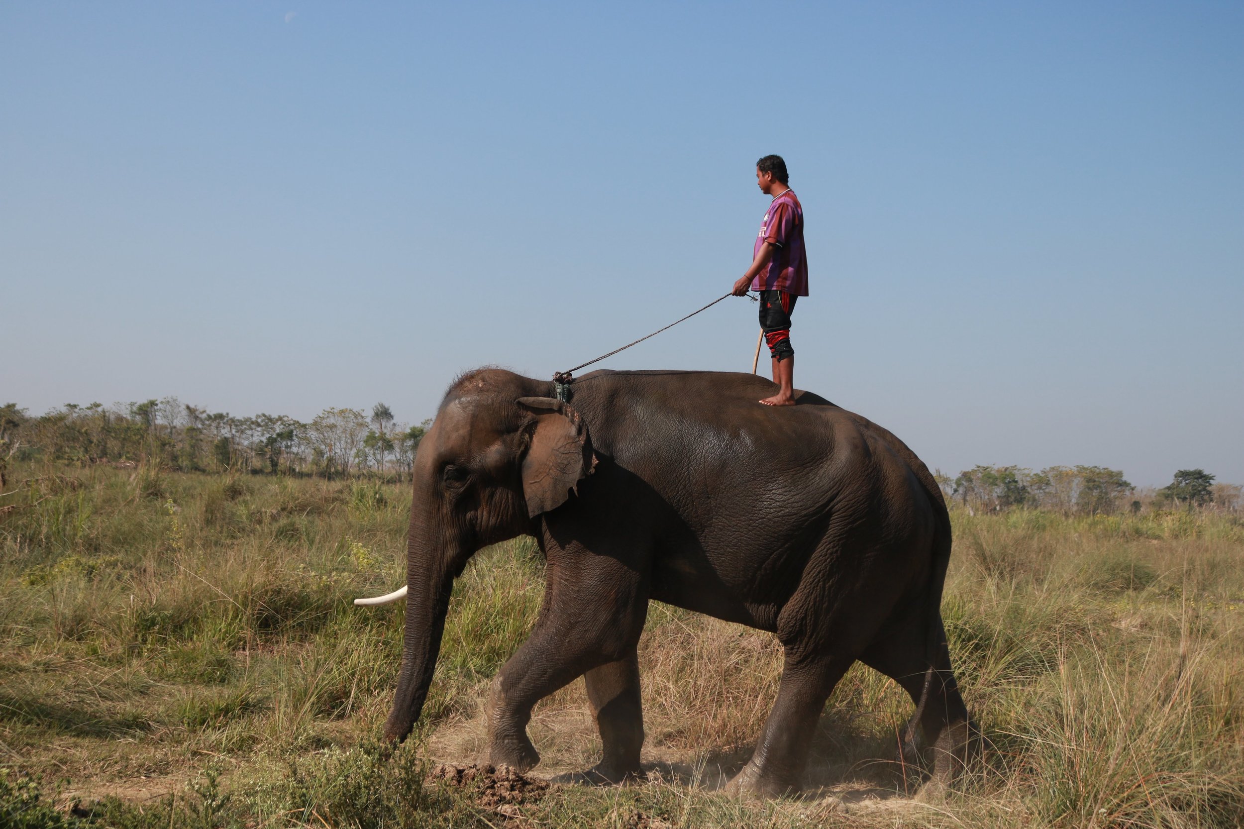 Elephant.jpg