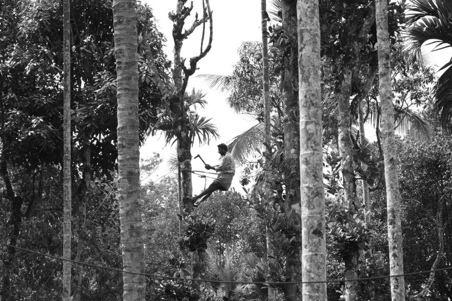 b.n w的家伙在tree.jpg
