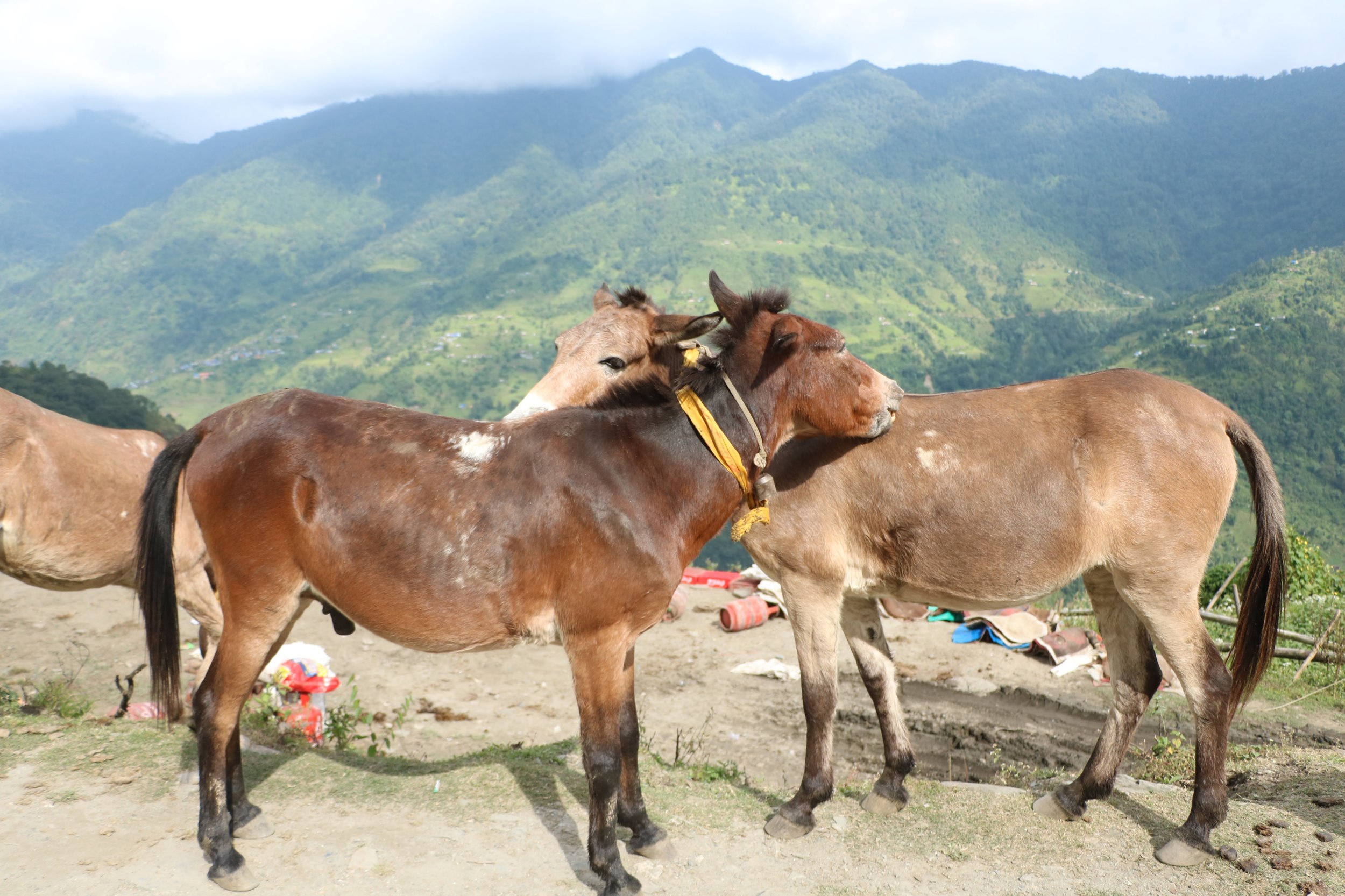 mules.jpg