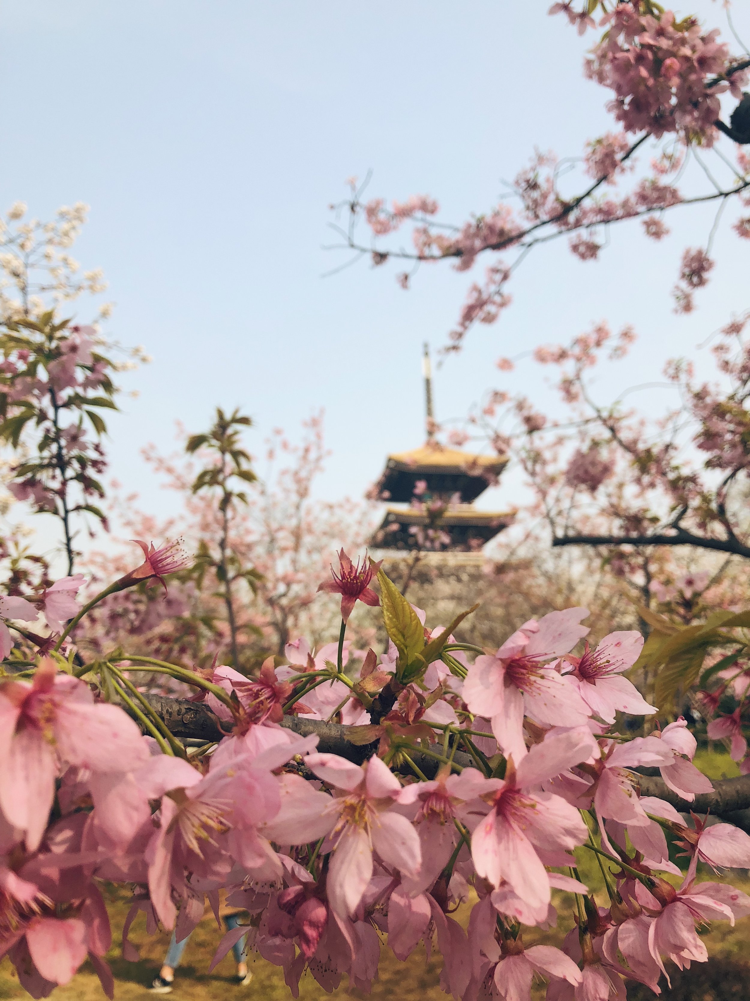 花关闭了.jpg