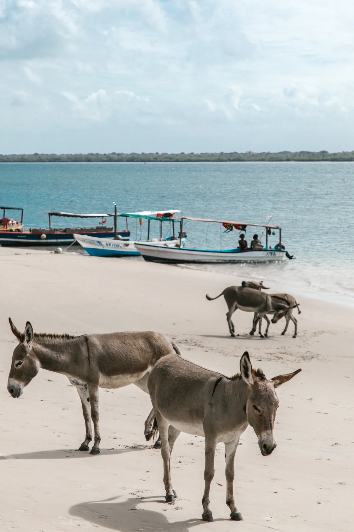spiritedpursuit_leelitumbe-160_lamu_kenya.jpg.