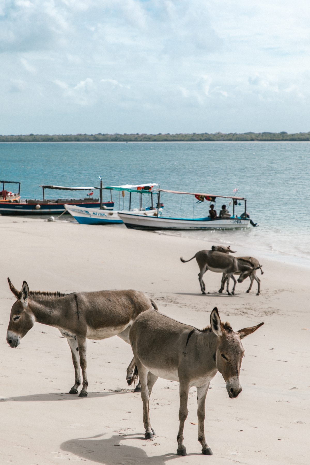 Spiritedpursuit_leelitumbe-160_lamu_kenya.jpg