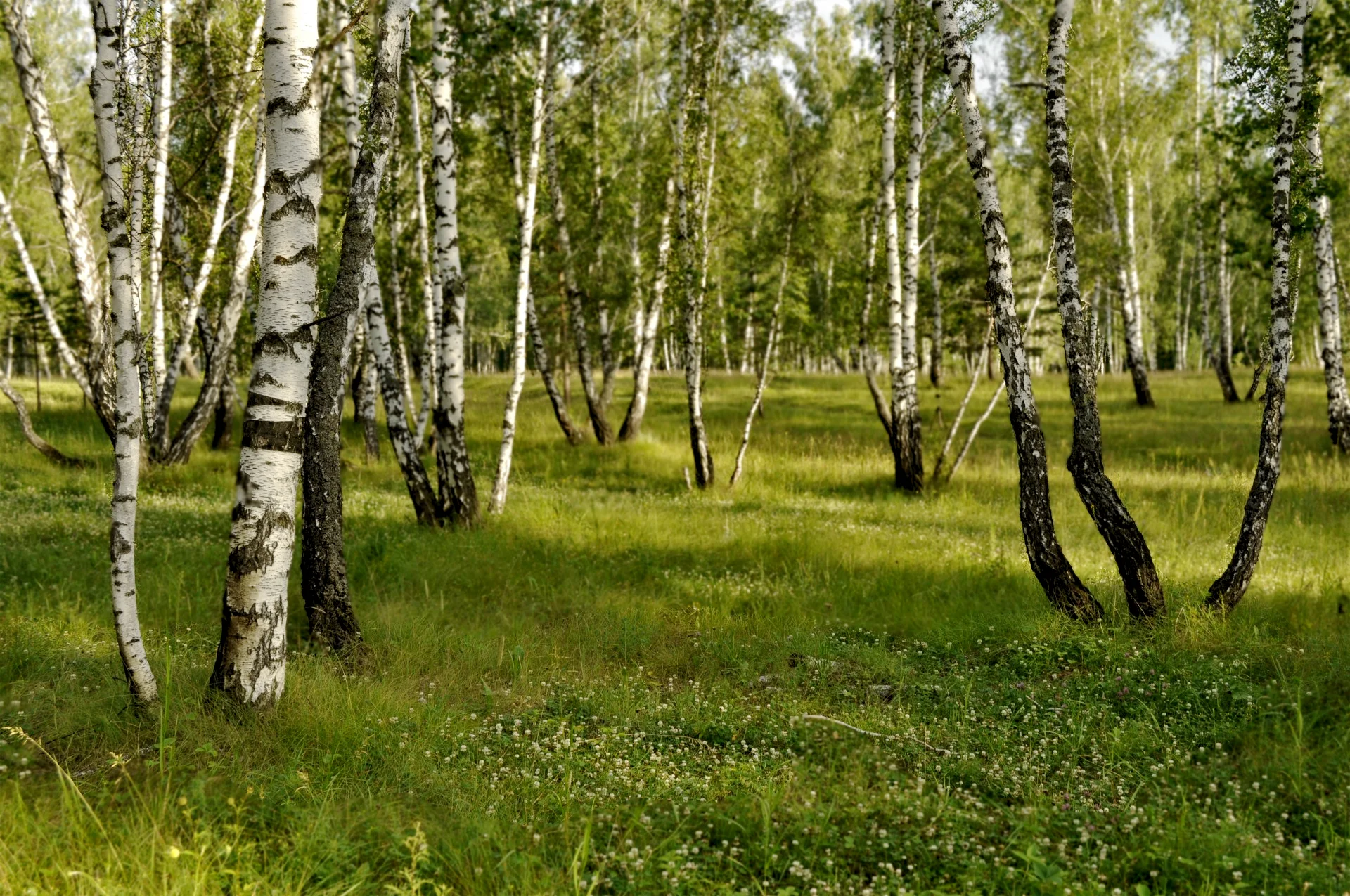 Поляна в березовой роще