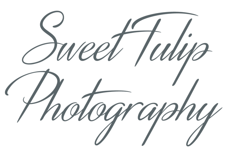 Sweet Tulip Photography