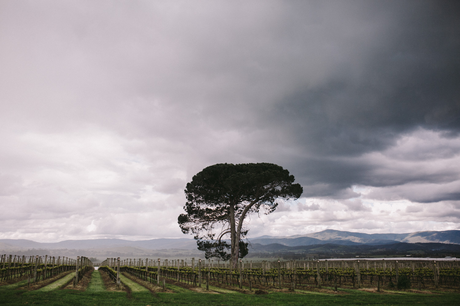 S + C-Blog Stones的Yarra-Dean Raphael-Melbourne婚礼摄影师-56.jpg