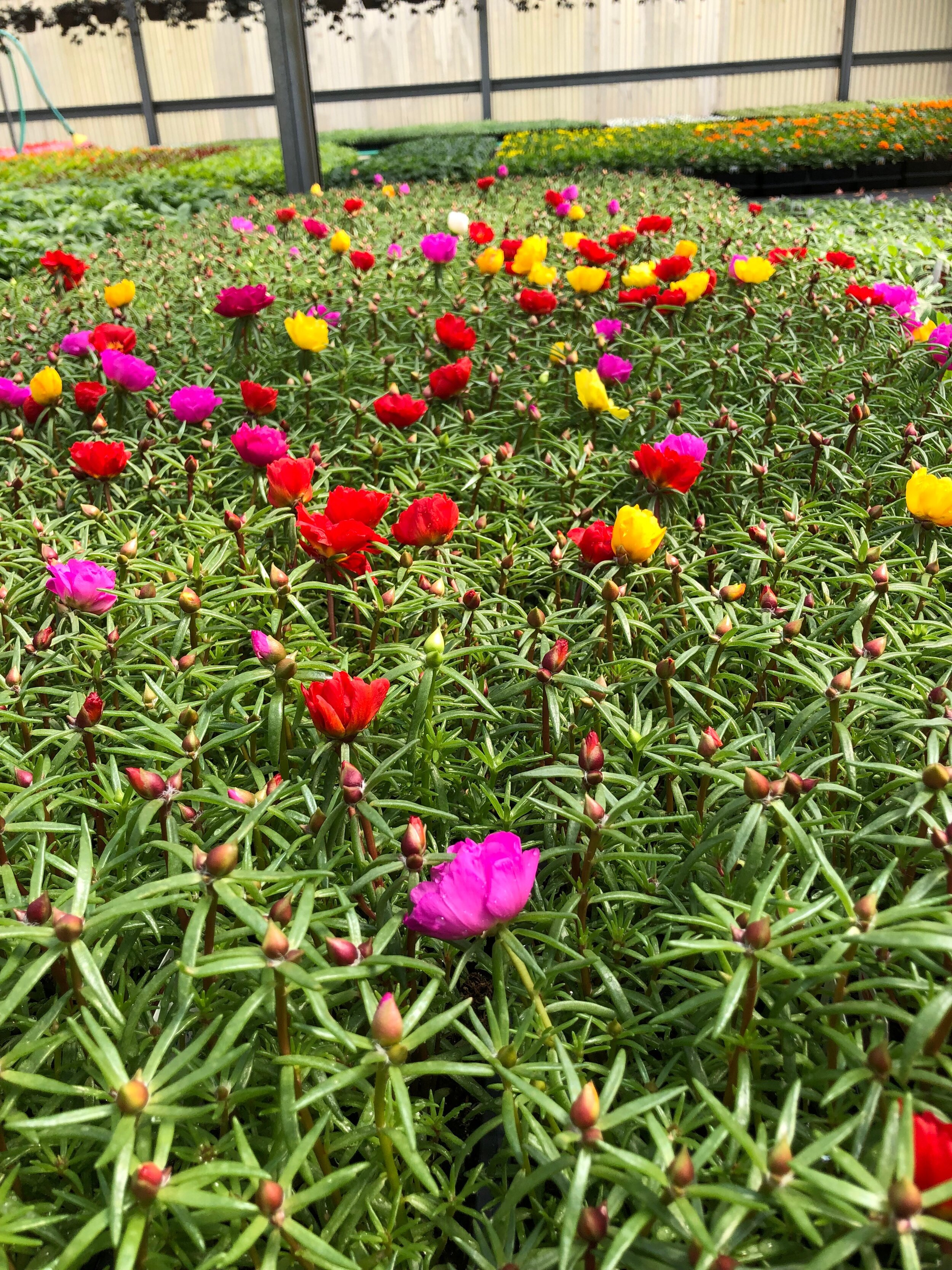 Moss Rose – Flat (36 flowers) — Wagenmaker Greenhouses