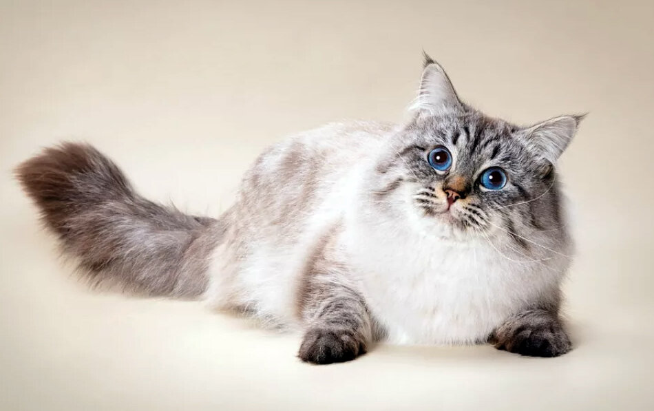 Русская Маскарадная Кошка Фото