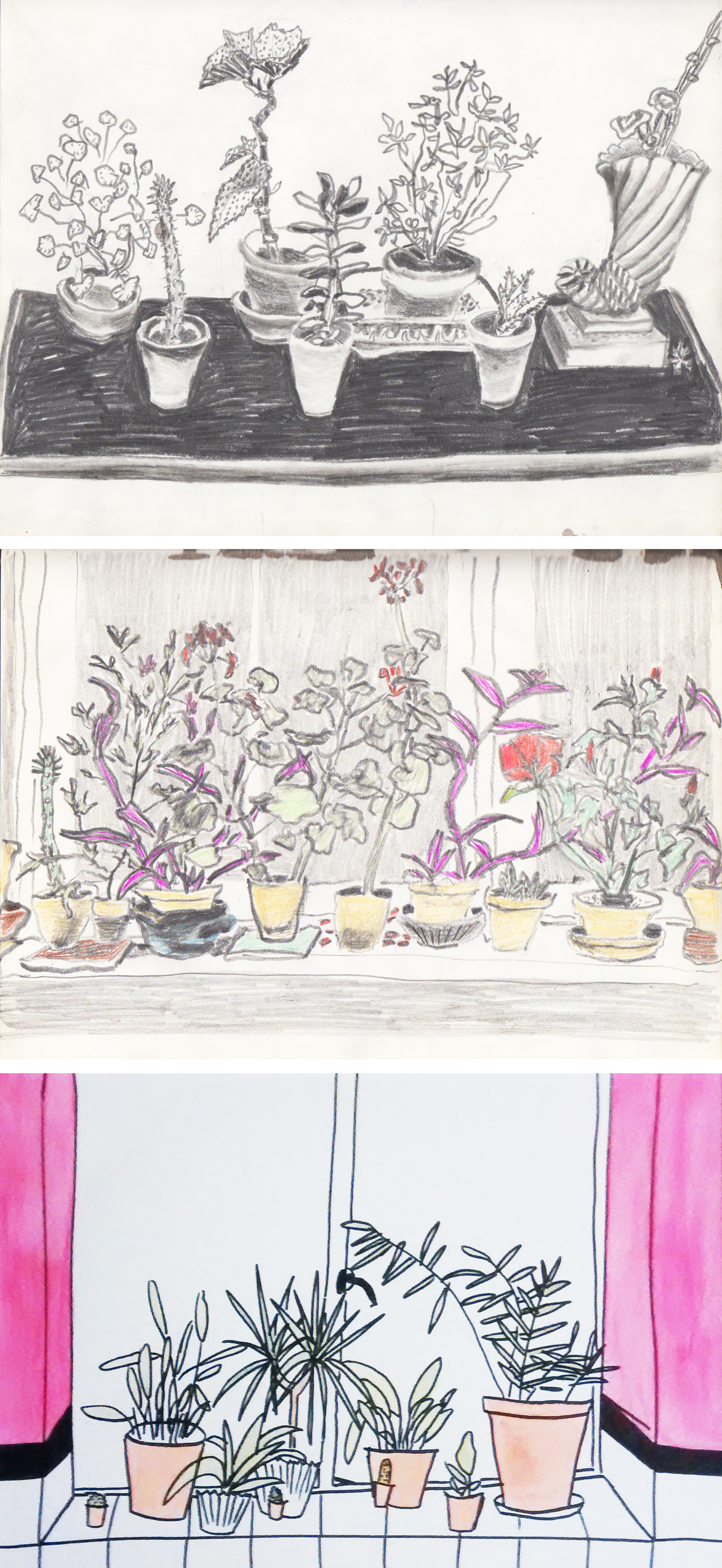 上:1983年我的素描本中的两页盆栽植物。下:"Bathroom Window" watercolor,奥古斯塔·沃德(Augusta Ward),2015年
