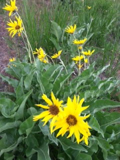 Balsamroot Massage