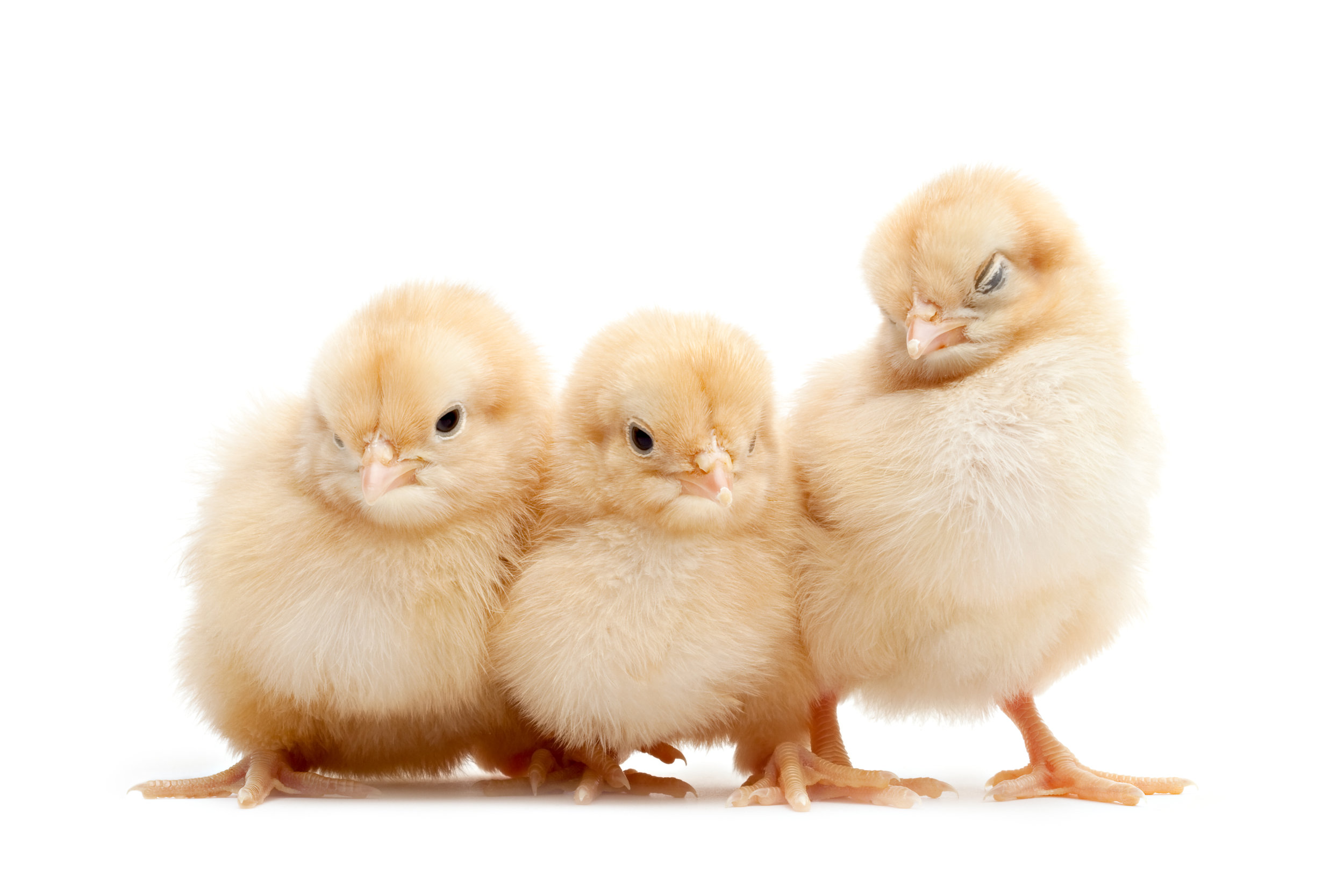 Three chicks