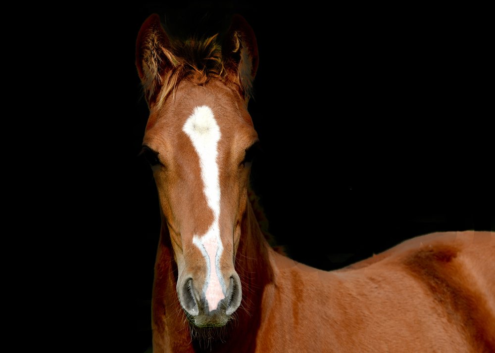 West Cork Horse Breeders 1993 - 2022