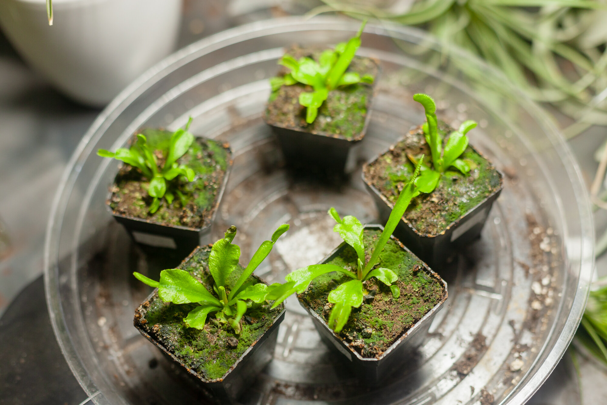 garden fly trap