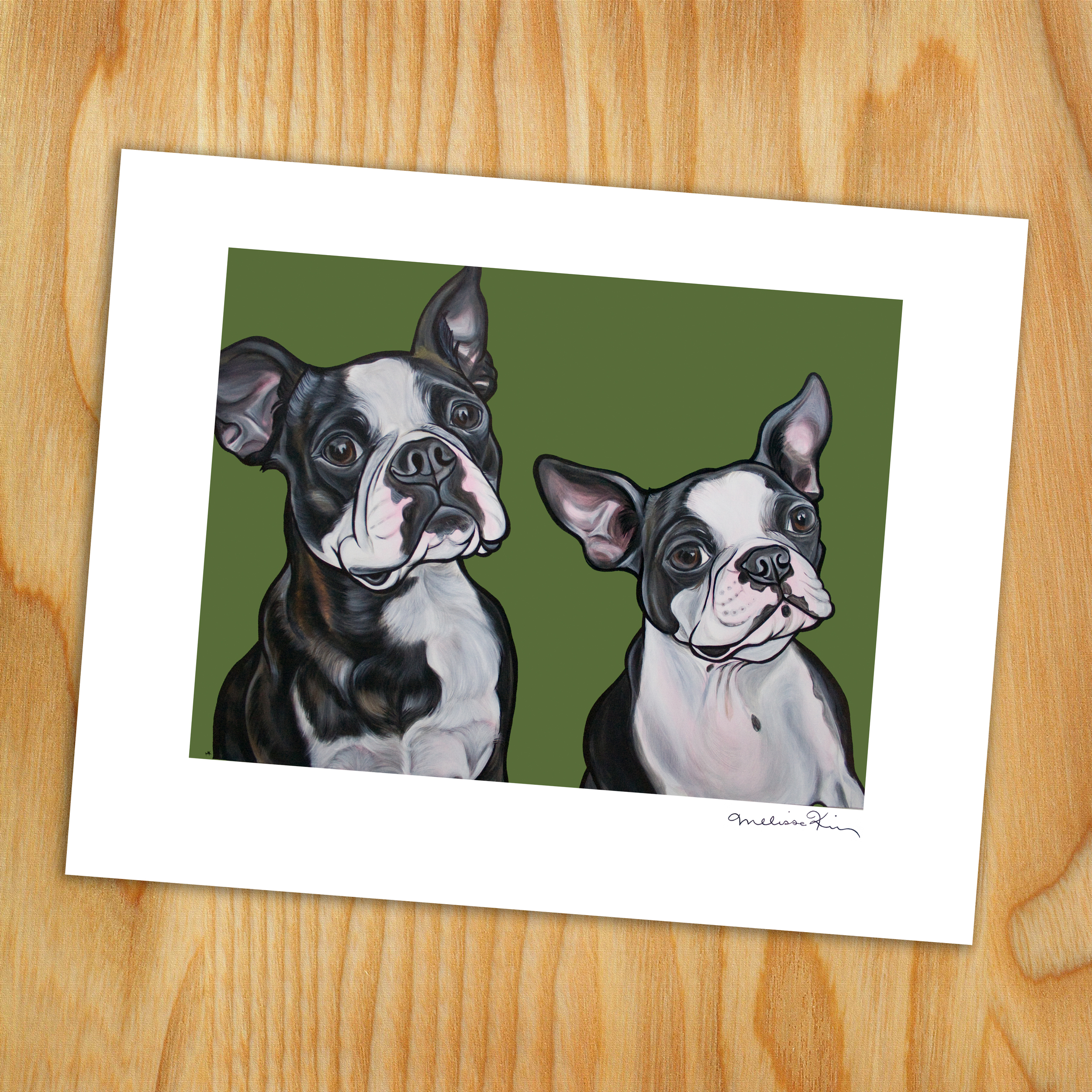 boston terrier teddy