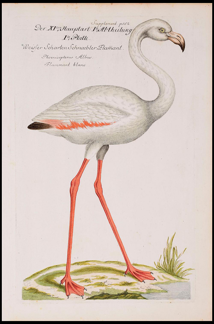 Antique Flamingo BIrd Print — MUSEUM OUTLETS