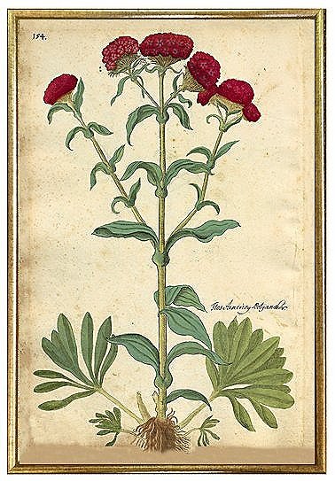 Held og lykke Udøve sport luft antique botanical red flower prints wall art — MUSEUM OUTLETS