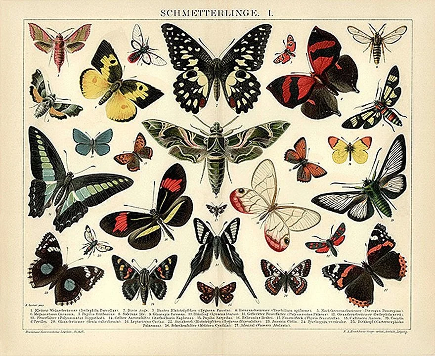 Schmetterling Antique Butterflies Print — MUSEUM OUTLETS