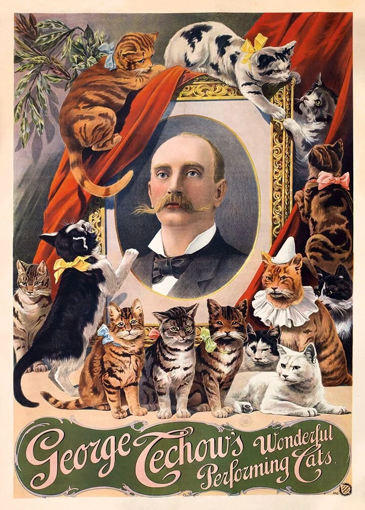 George Techow's Performing Cats Vintage Entertainment Poster