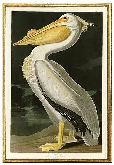 Antique Replica American White Pelican Art Print Antique Replica American White Pelican Art Print