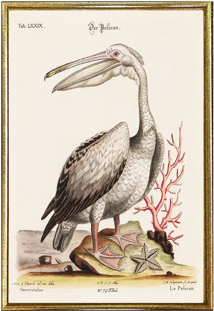 Pelican Antique Bird Prints by George Edwards 1746 — MUSEUM OUTLETS