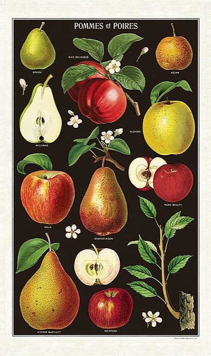 http://images.squarespace-cdn.com/content/v1/539dffebe4b080549e5a5df5/1683749881268-CNQSQ33T48TD946K2SHT/cavallini-apples-pears-vintage-cotton-tea-towel-kitchen-towel-museum-outlets.jpg