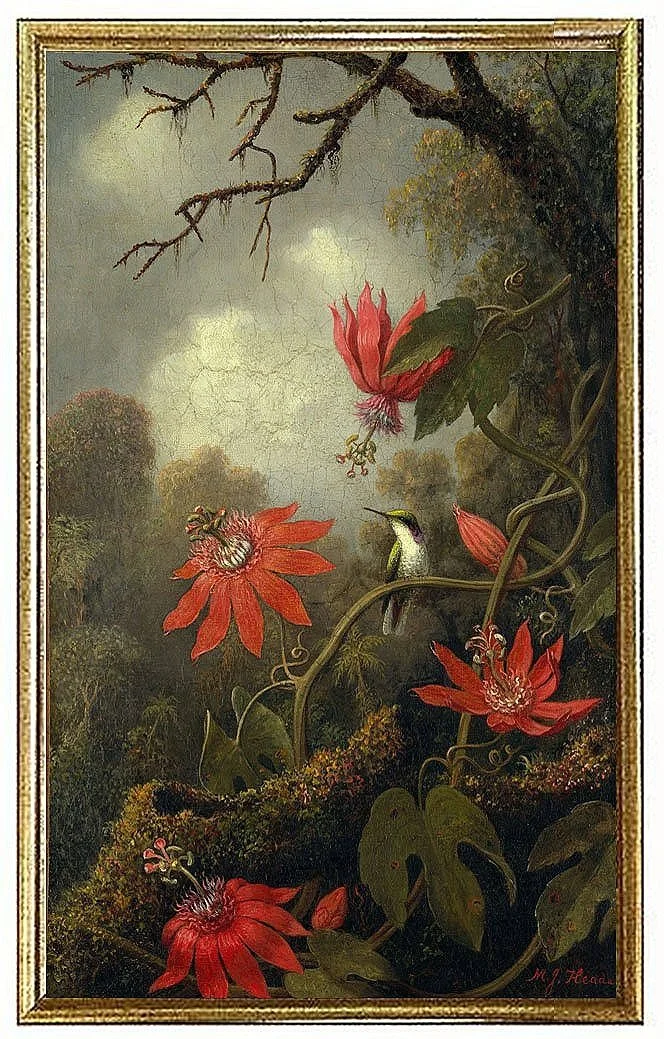 Frilled Coquette Poster Print by Martin Johnson Heade - Item # VARPDX375805