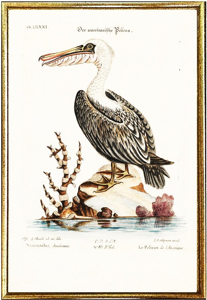 Brown Pelican Antique Bird Prints by George Edwards 1746 — MUSEUM OUTLETS